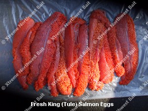 Fresh Salmon Egg, Fresh Salmon Roe, Xtreme Northwest Bait Co